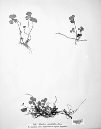 Marsilea quadrifolia image